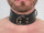 R&amp;Co 6cm Dog Collar